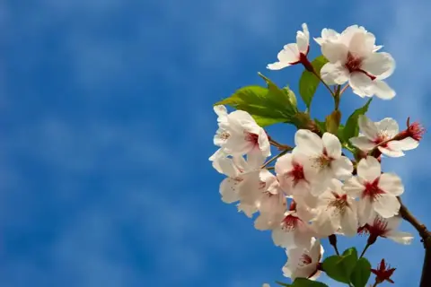 Pavasaris – 1